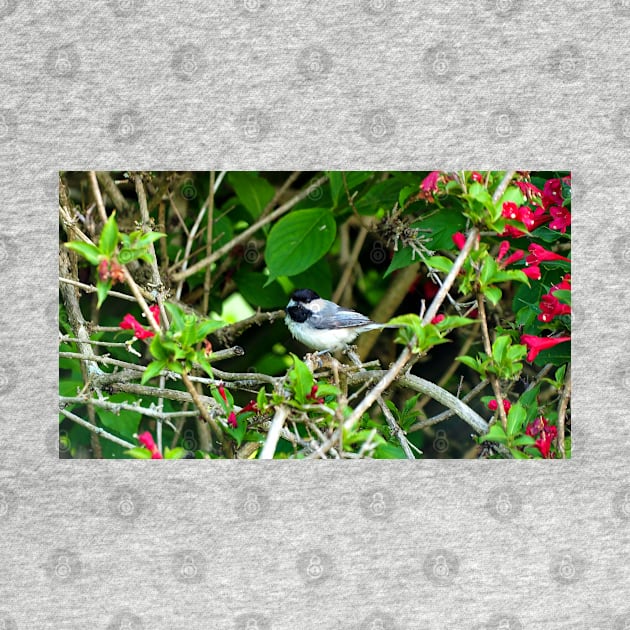 Black-capped Chickadee Hiding In A Bush by BackyardBirder